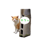 ANIMALs_犬と猫（個別スタンプ：10）