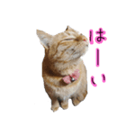 日常わんにゃん3（個別スタンプ：1）