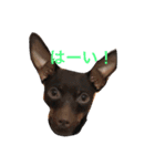 我が家のミニピン➕チワワ（個別スタンプ：2）
