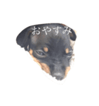 我が家のミニピン➕チワワ（個別スタンプ：4）