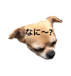 我が家のミニピン➕チワワ（個別スタンプ：9）