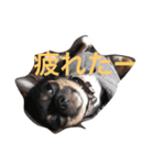 我が家のミニピン➕チワワ（個別スタンプ：10）