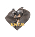 我が家のミニピン➕チワワ（個別スタンプ：12）