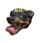 我が家のミニピン➕チワワ（個別スタンプ：13）