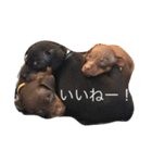 我が家のミニピン➕チワワ（個別スタンプ：14）