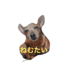 我が家のミニピン➕チワワ（個別スタンプ：15）