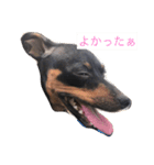 我が家のミニピン➕チワワ（個別スタンプ：16）