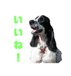 Re:聖砂未だよ全員集合vol.1（個別スタンプ：4）
