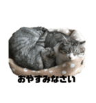 ととここあ猫スタンプ（個別スタンプ：2）