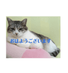 ととここあ猫スタンプ（個別スタンプ：4）