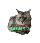 ととここあ猫スタンプ（個別スタンプ：6）