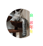 ととここあ猫スタンプ（個別スタンプ：7）