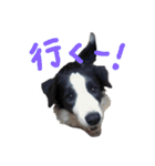 ボーダーコリーとハリネズミのスタンプ☆（個別スタンプ：8）