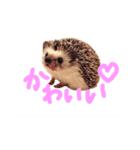 ボーダーコリーとハリネズミのスタンプ☆（個別スタンプ：21）