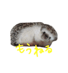 ボーダーコリーとハリネズミのスタンプ☆（個別スタンプ：24）
