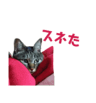 我が家のコジローくんスタンプ（個別スタンプ：12）