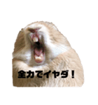 うさぎで世界征服（個別スタンプ：3）