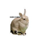 うさぎで世界征服（個別スタンプ：6）