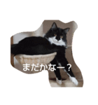 エリー・ラグ太郎・バロン 2（個別スタンプ：1）