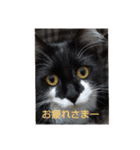 エリー・ラグ太郎・バロン 2（個別スタンプ：4）