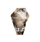 エリー・ラグ太郎・バロン 2（個別スタンプ：5）