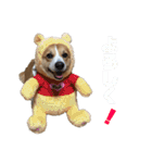 コーギーのすもも2（個別スタンプ：12）