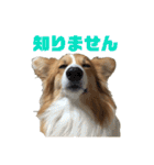 コーギーのすもも2（個別スタンプ：16）