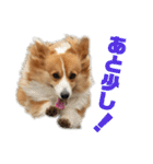コーギーのすもも2（個別スタンプ：20）