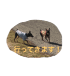 我が家のミニピンズー（個別スタンプ：2）