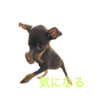 我が家のミニピンズー（個別スタンプ：4）