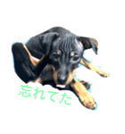 我が家のミニピンズー（個別スタンプ：7）