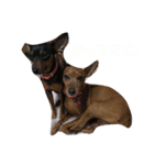 我が家のミニピンズー（個別スタンプ：8）