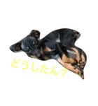 我が家のミニピンズー（個別スタンプ：10）