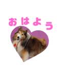 シェルティ ナナちゃん（個別スタンプ：1）
