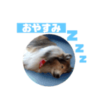シェルティ ナナちゃん（個別スタンプ：4）