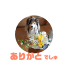 シェルティ ナナちゃん（個別スタンプ：9）