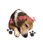 うちの,わんこ（個別スタンプ：9）