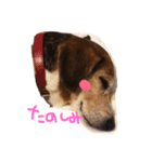 うちの,わんこ（個別スタンプ：11）