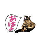ムッチっぱスタンプ①（個別スタンプ：13）