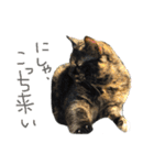ムッチっぱスタンプ①（個別スタンプ：18）