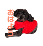 キャンディのあいさつ（個別スタンプ：4）