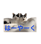 ティノとバンビ（個別スタンプ：3）