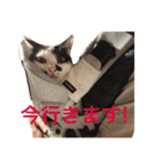ティノとバンビ（個別スタンプ：8）
