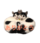 ティノとバンビ（個別スタンプ：12）