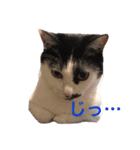 ティノとバンビ（個別スタンプ：13）