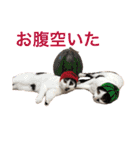 ティノとバンビ（個別スタンプ：25）