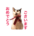 ティノとバンビ（個別スタンプ：27）