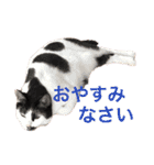 ティノとバンビ（個別スタンプ：37）