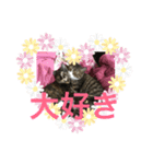 猫ネコねこ。（個別スタンプ：1）
