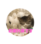 猫ネコねこ。（個別スタンプ：2）